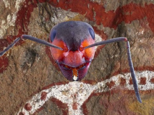 "Ancient Aliens" Aliens and Insects